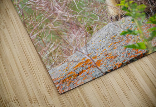 Yellow-bellied Marmot Randy Tremblay Photography puzzle