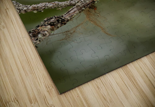 Northern Pygmy Owl Randy Tremblay Photography puzzle