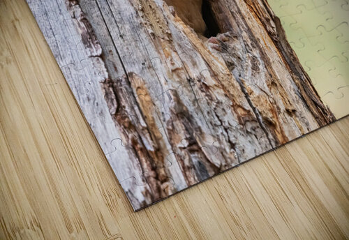 Northern Saw-Whet Owlet Randy Tremblay Photography puzzle