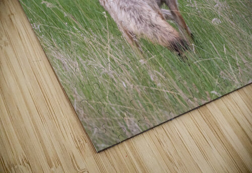 Coyote Randy Tremblay Photography puzzle