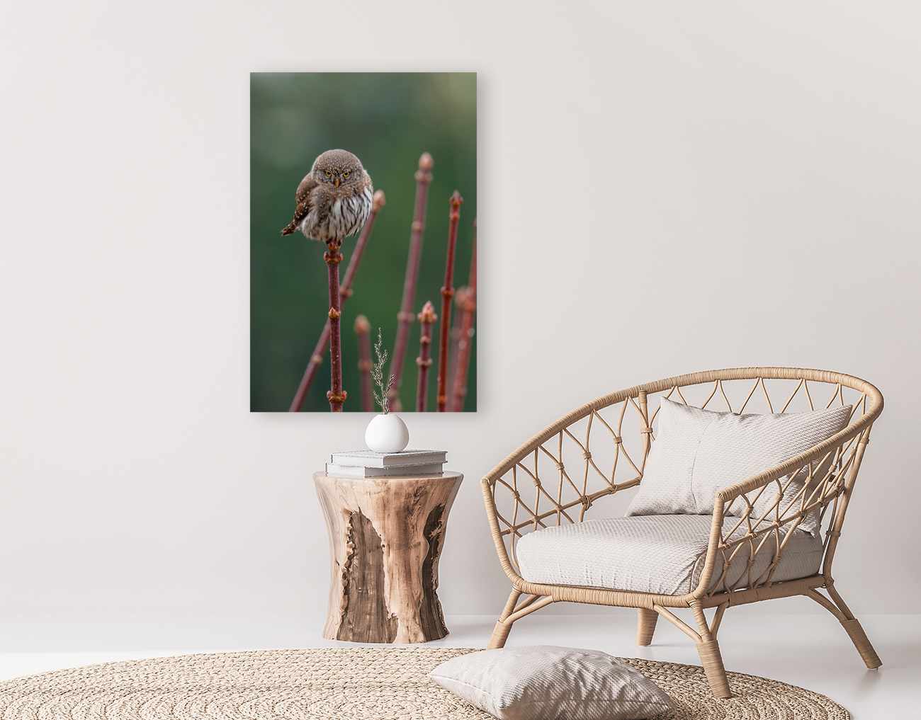 Northern Pygmy Owl Reproduction