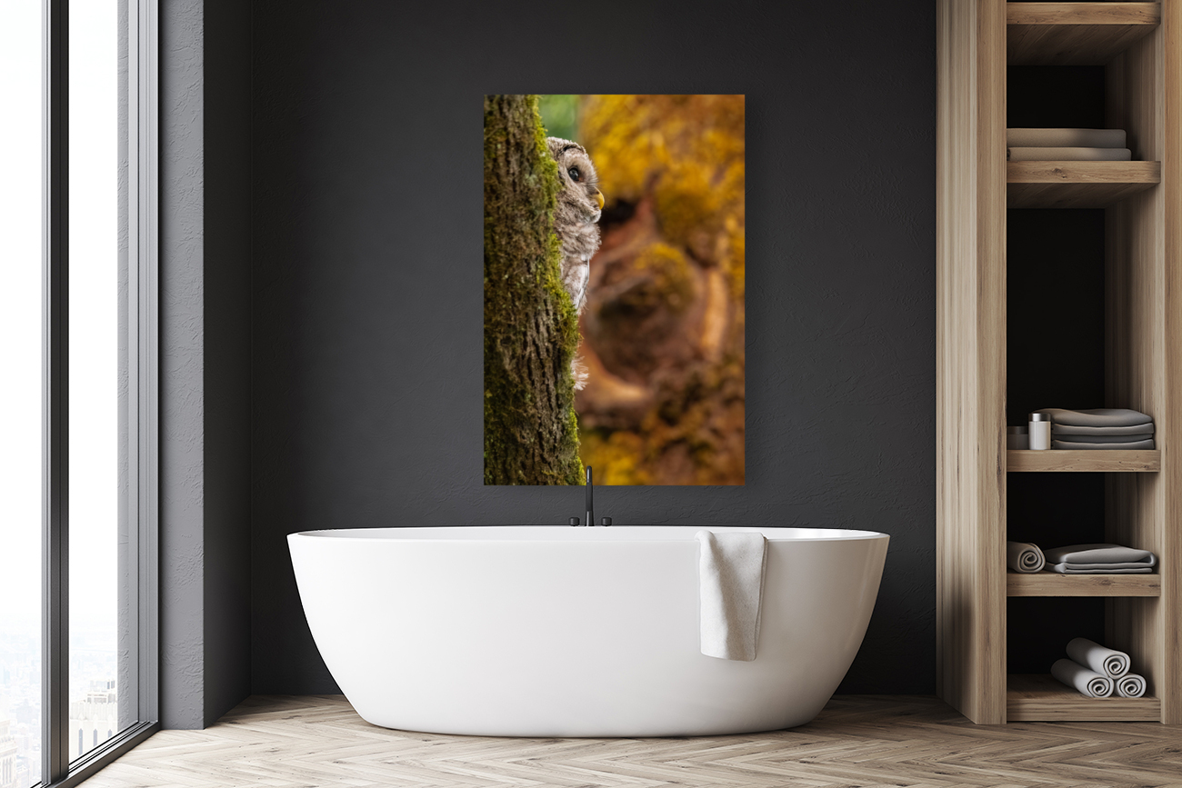 Barred Owlet Reproduction