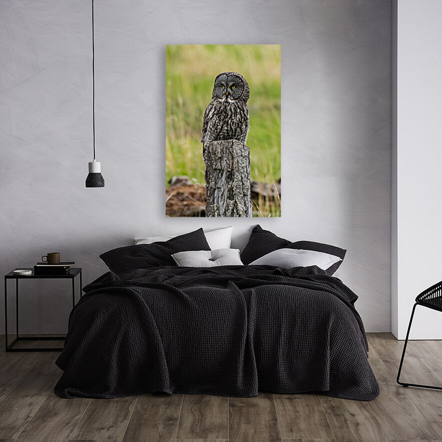 Great Gray Owl Reproduction