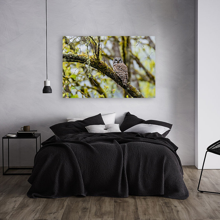 Barred Owl Reproduction