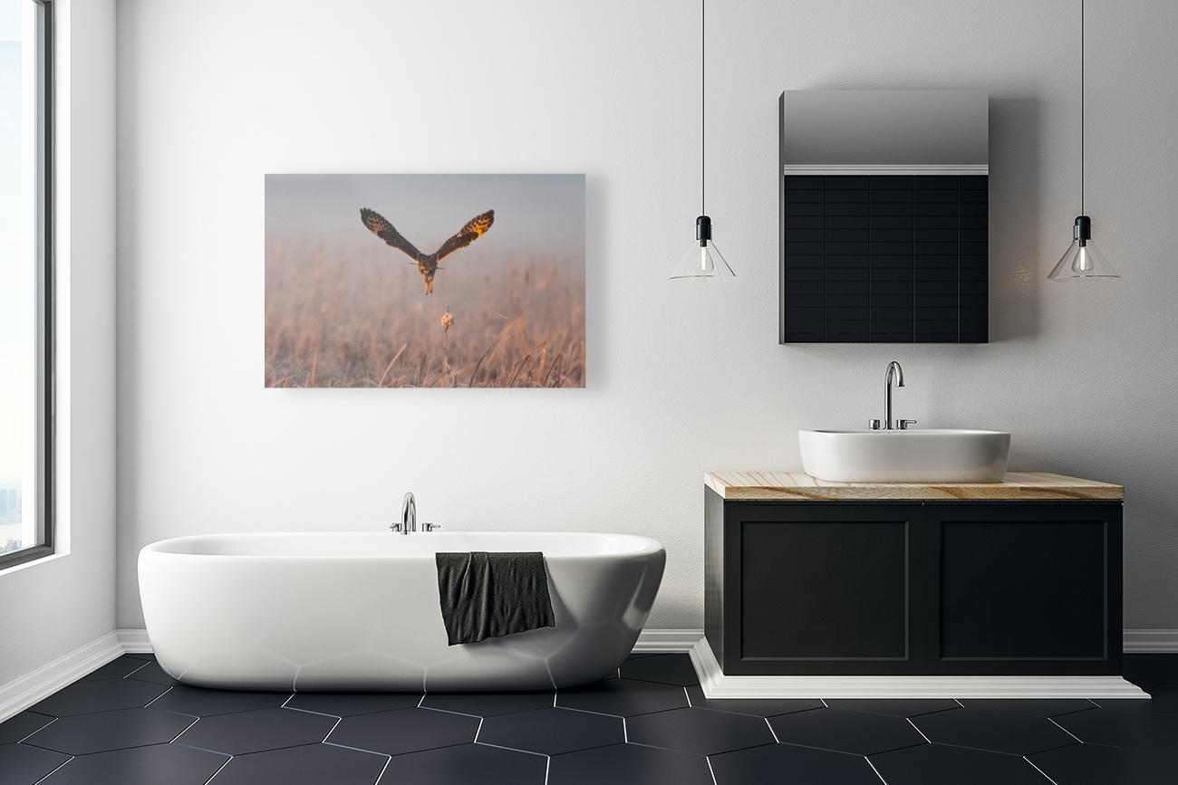 Short-eared Owl Reproduction