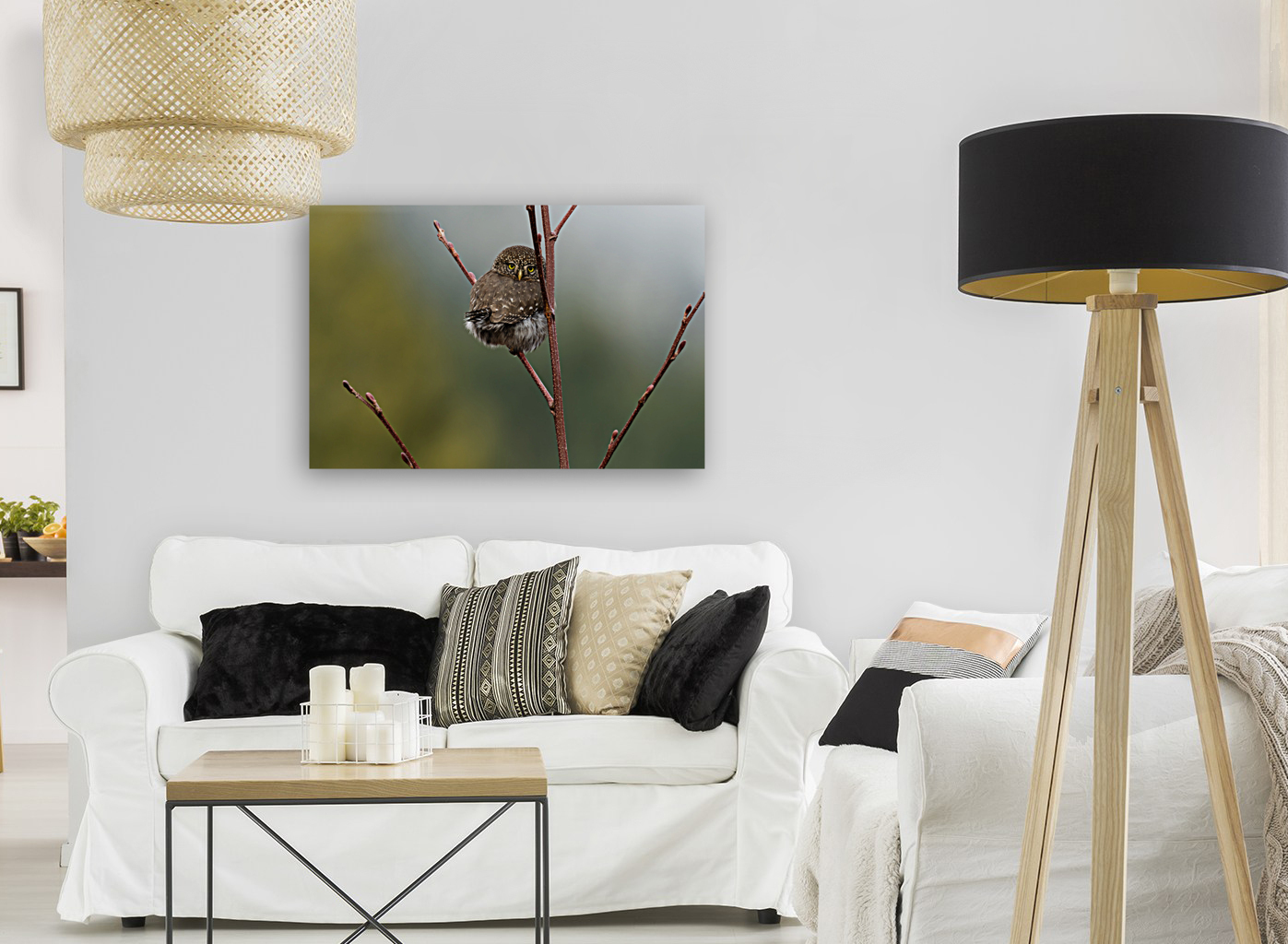 Northern Pygmy Owl Reproduction