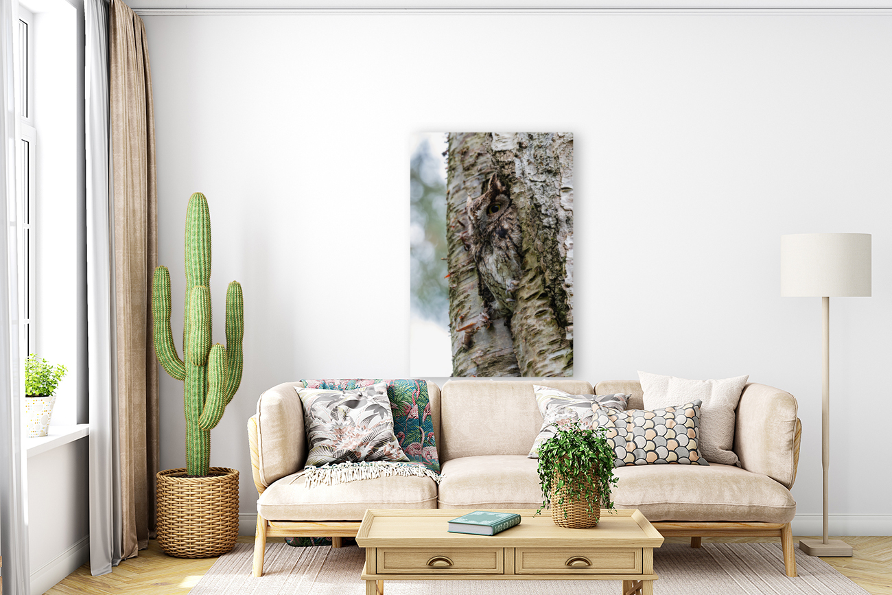 Western Screech Owl Reproduction