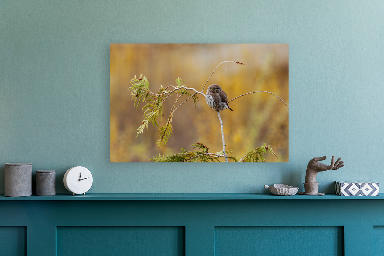 Northern Pygmy Owl Reproduction