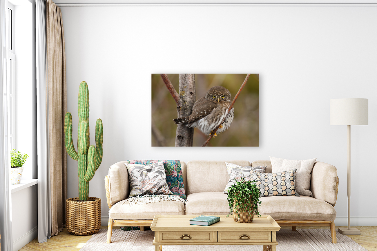 Northern Pygmy Owl Reproduction