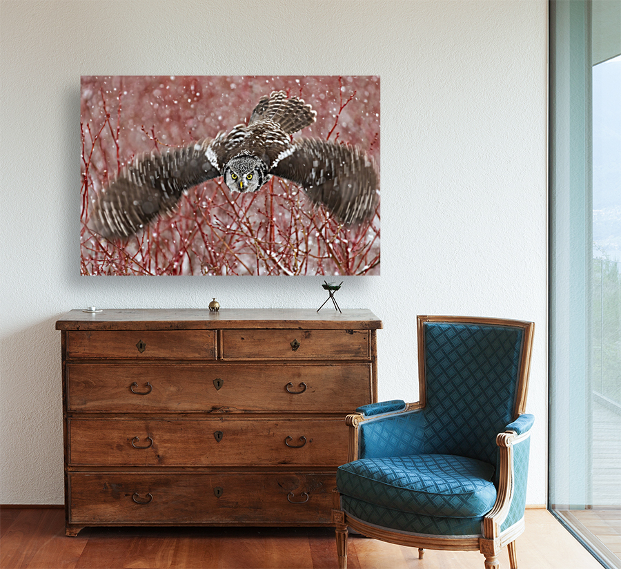 Northern Hawk Owl Reproduction