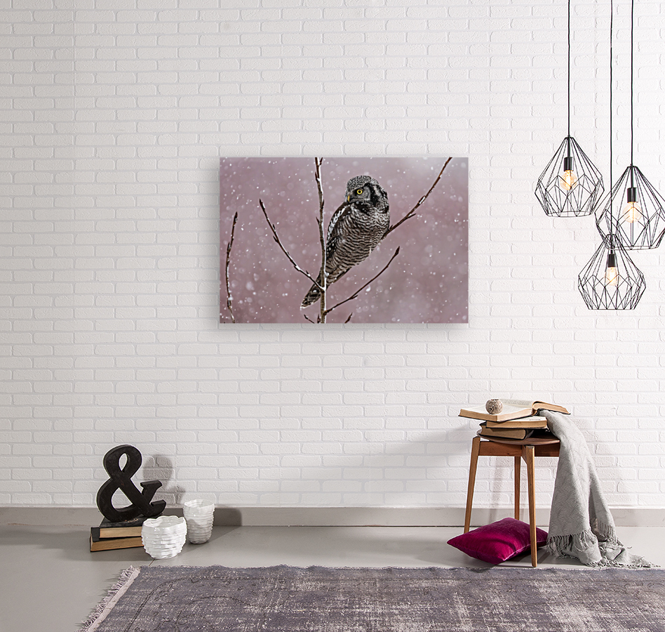 Northern Hawk Owl Reproduction