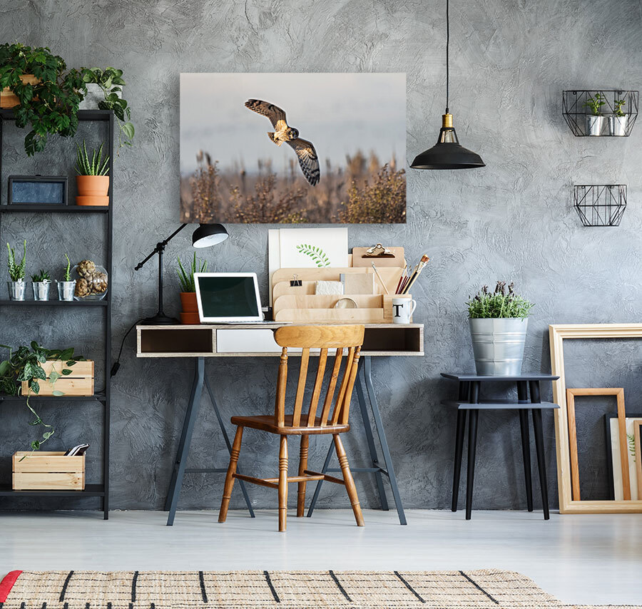 Short-eared Owl Reproduction