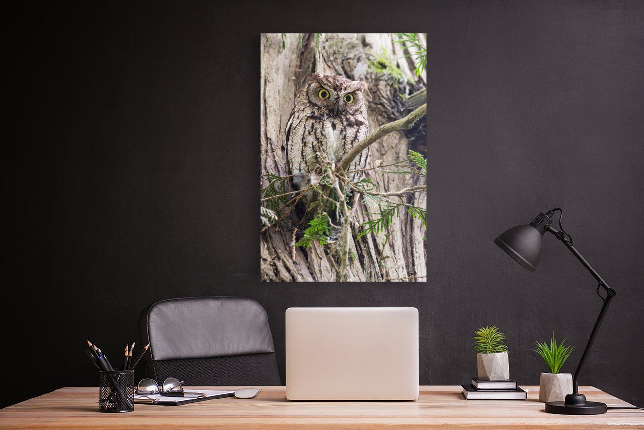 Western Screech Owl Reproduction