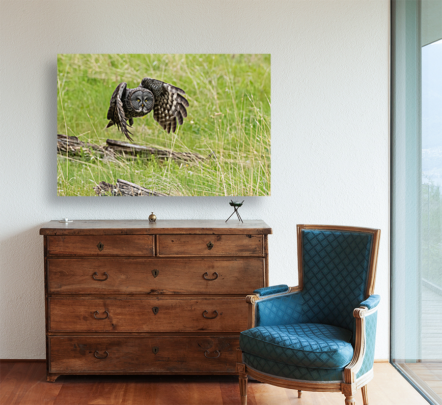 Great Gray Owl Reproduction