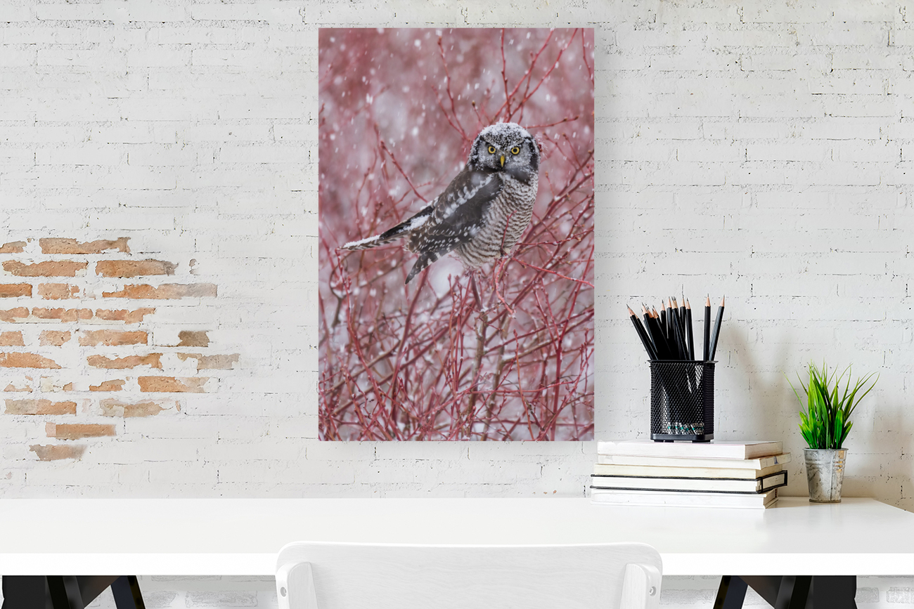 Northern Hawk Owl Reproduction