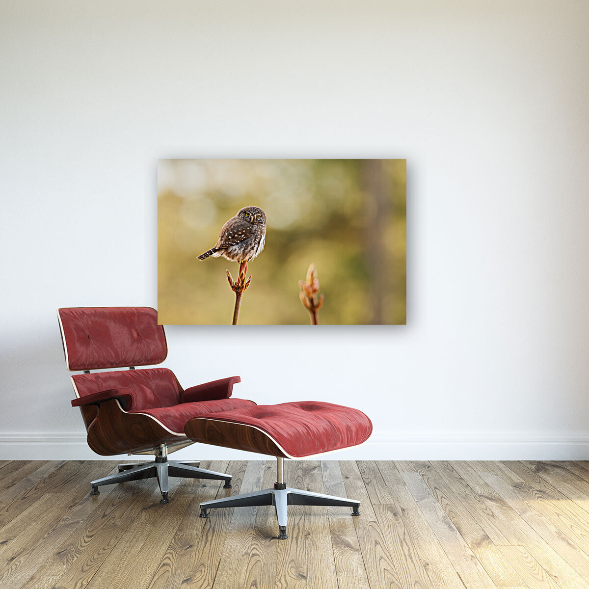 Northern Pygmy Owl Reproduction