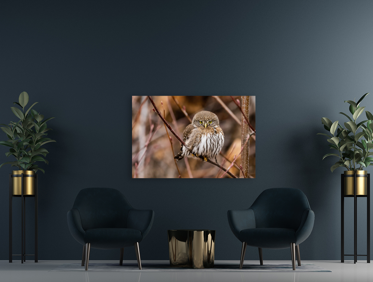 Northern Pygmy Owl Reproduction