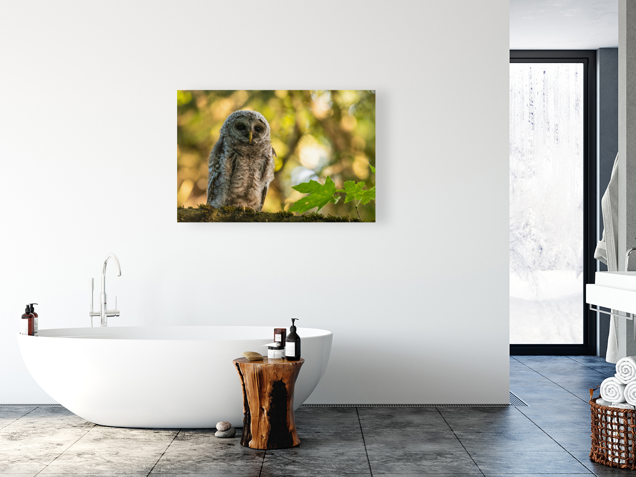 Barred Owl Reproduction