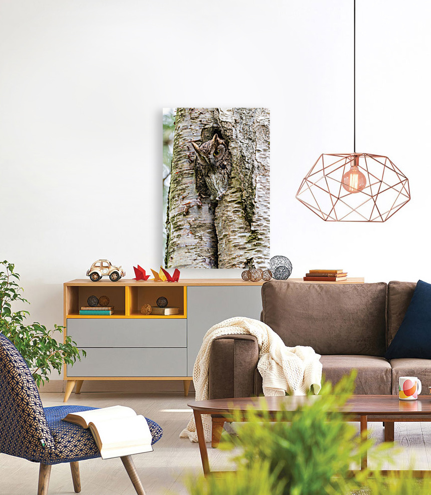 Western Screech Owl Reproduction