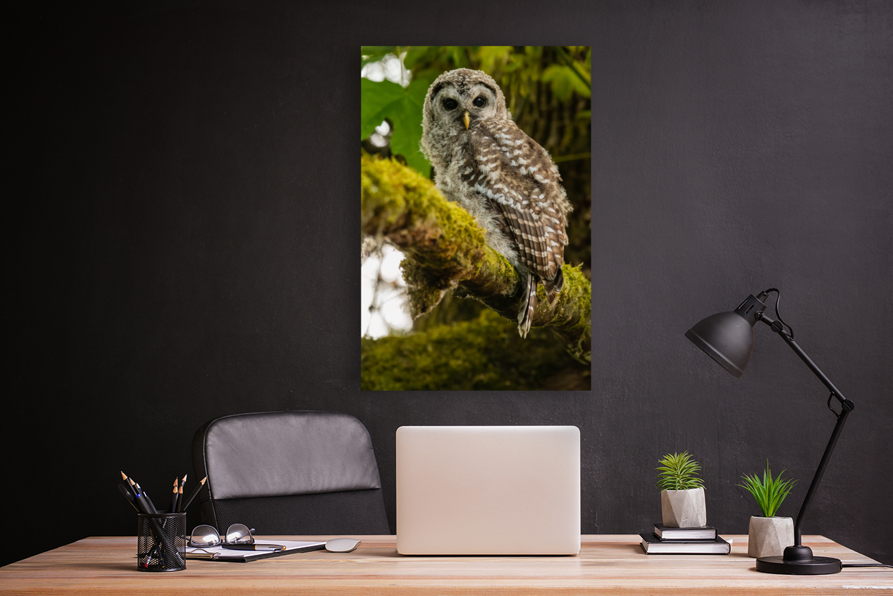 Barred Owlet Reproduction