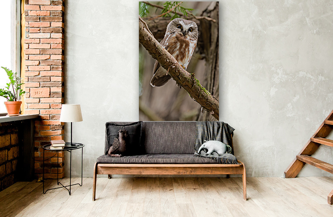 Northern Saw-Whet Owl Reproduction