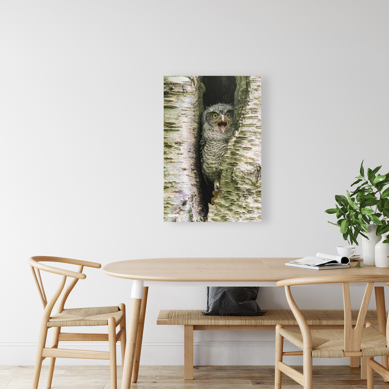 Western Screech Owlet Reproduction