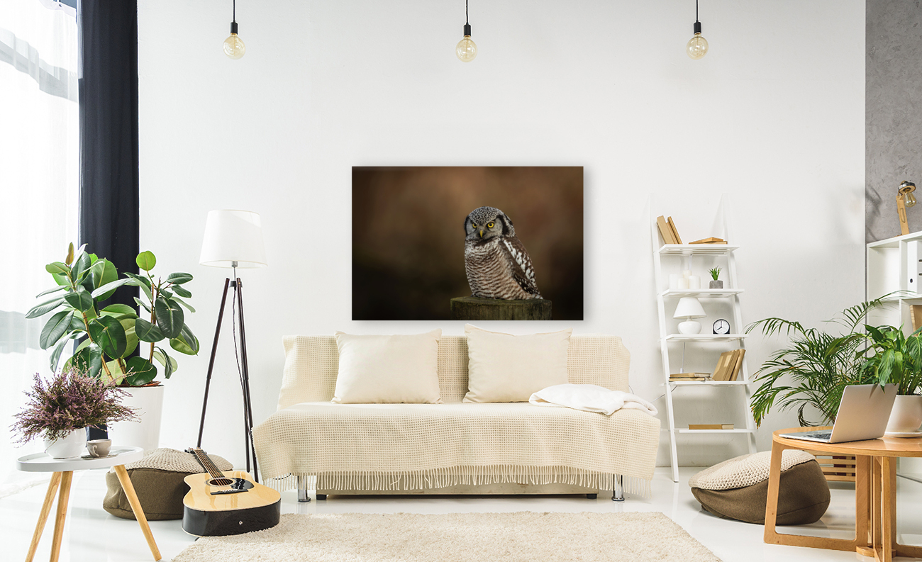 Northern Hawk Owl Reproduction