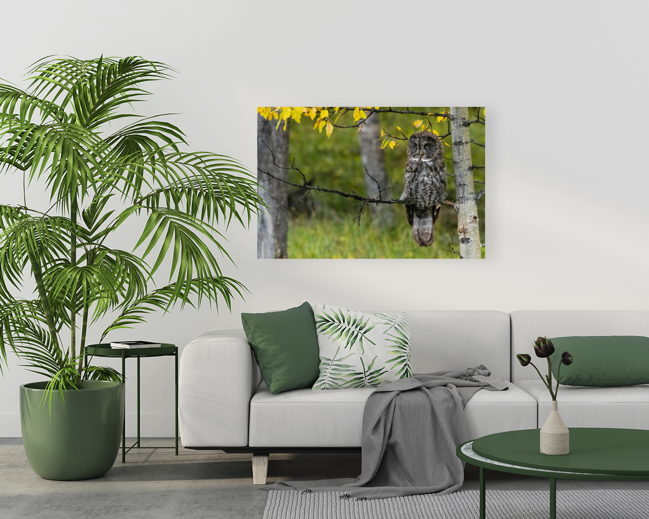 Great Gray Owl Reproduction