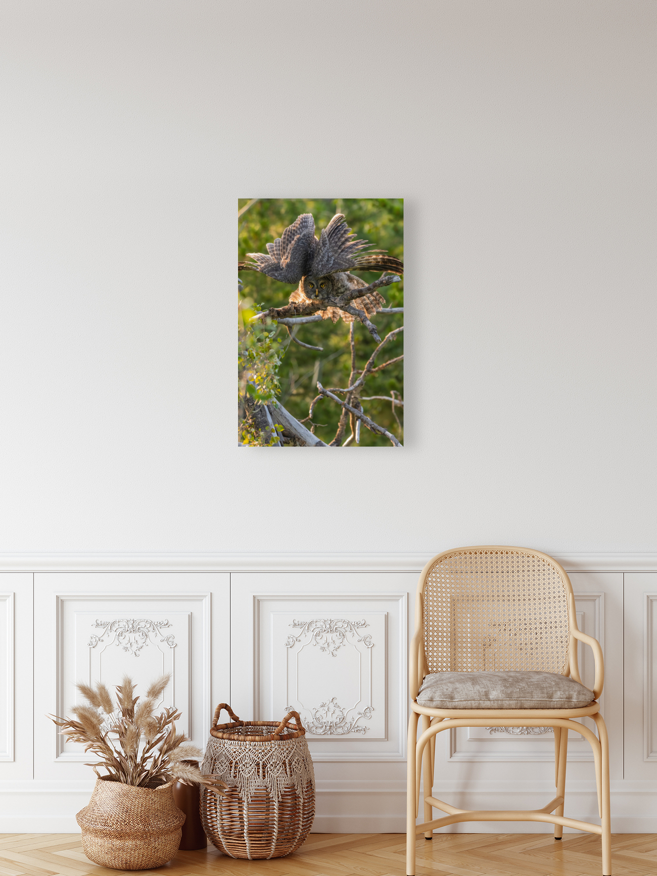 Great Gray Owlet Reproduction