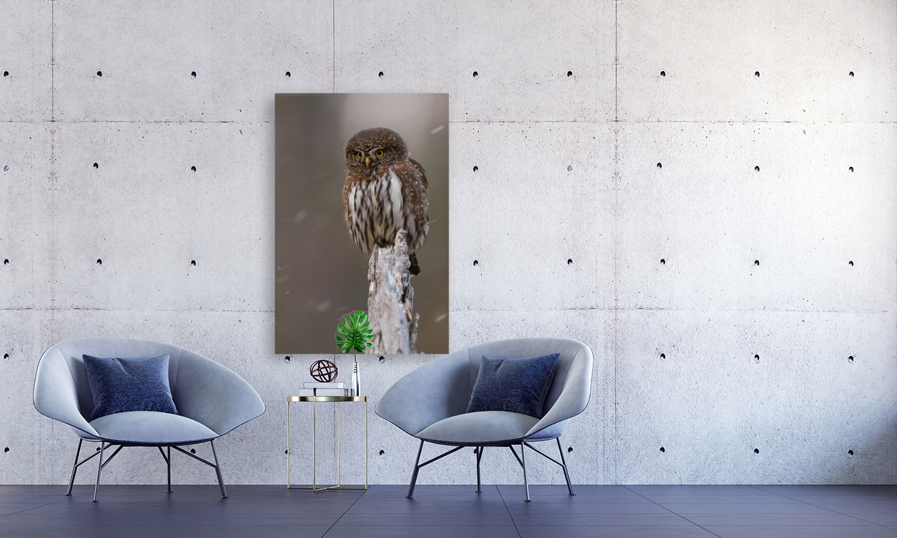 Northern Pygmy Owl Reproduction