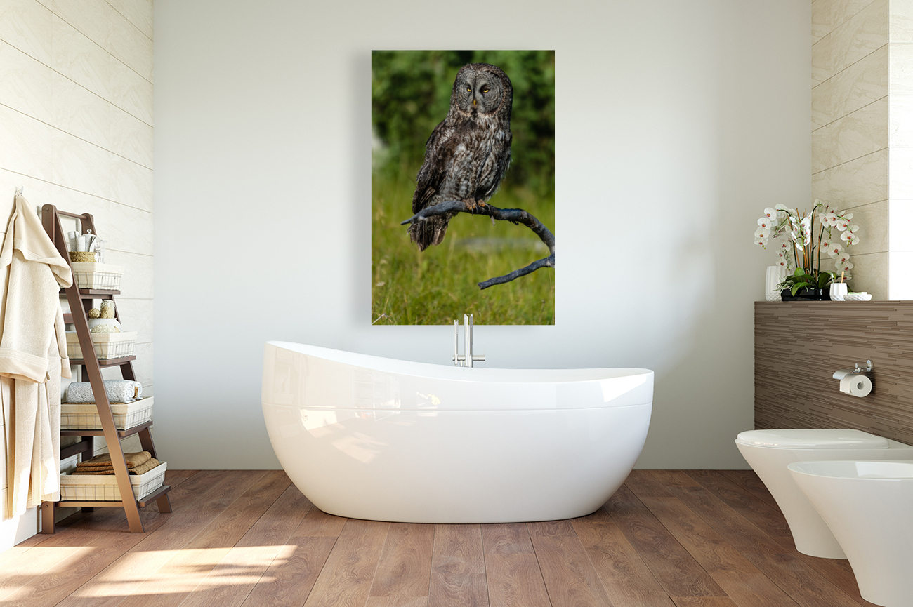 Great Gray Owl Reproduction