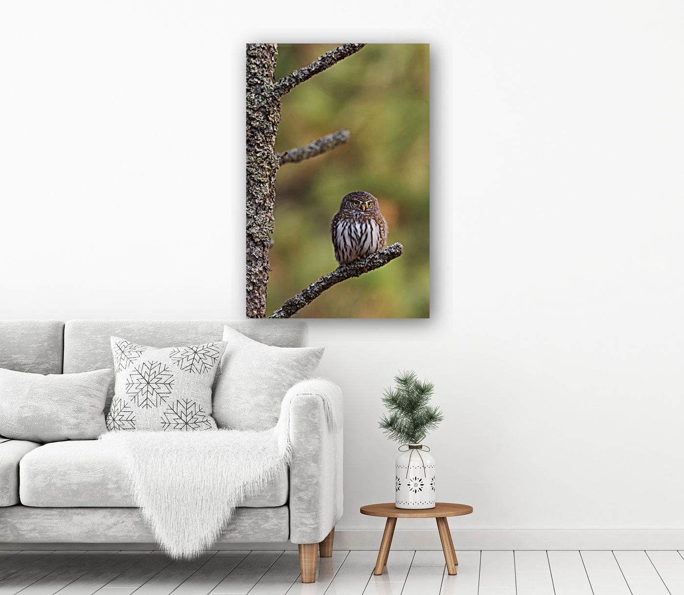 Northern Pygmy Owl Reproduction