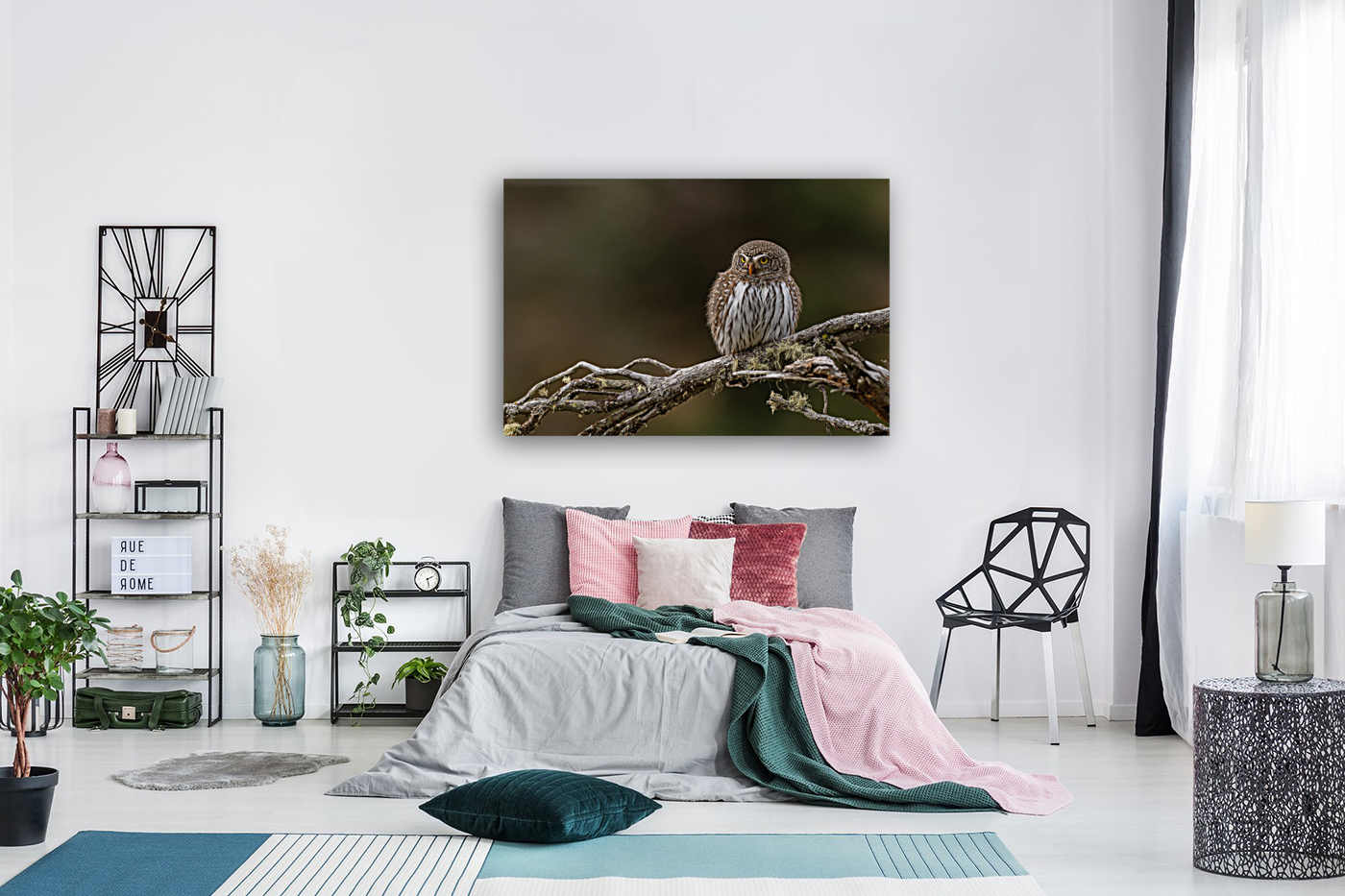 Northern Pygmy Owl Reproduction