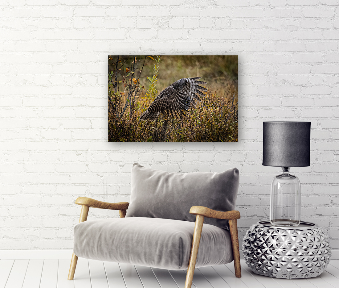 Great Gray Owl Reproduction