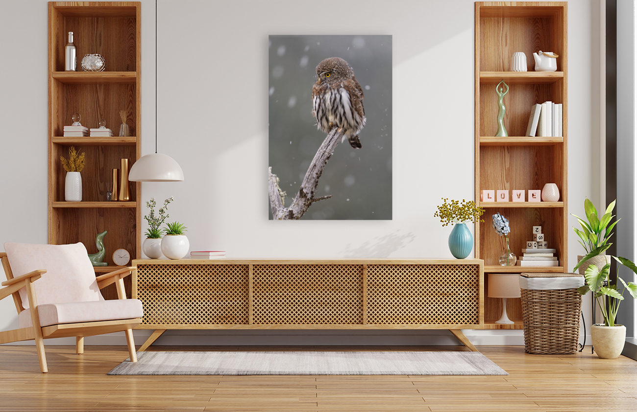 Northern Pygmy Owl Reproduction