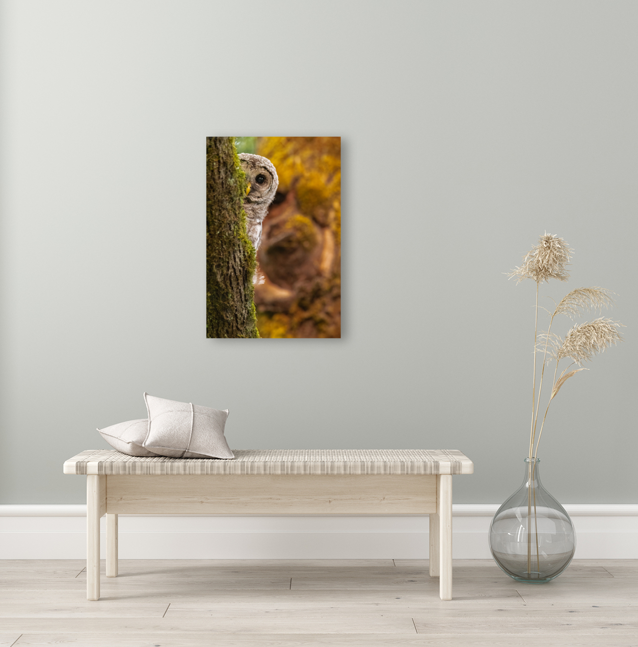 Barred Owlet Reproduction