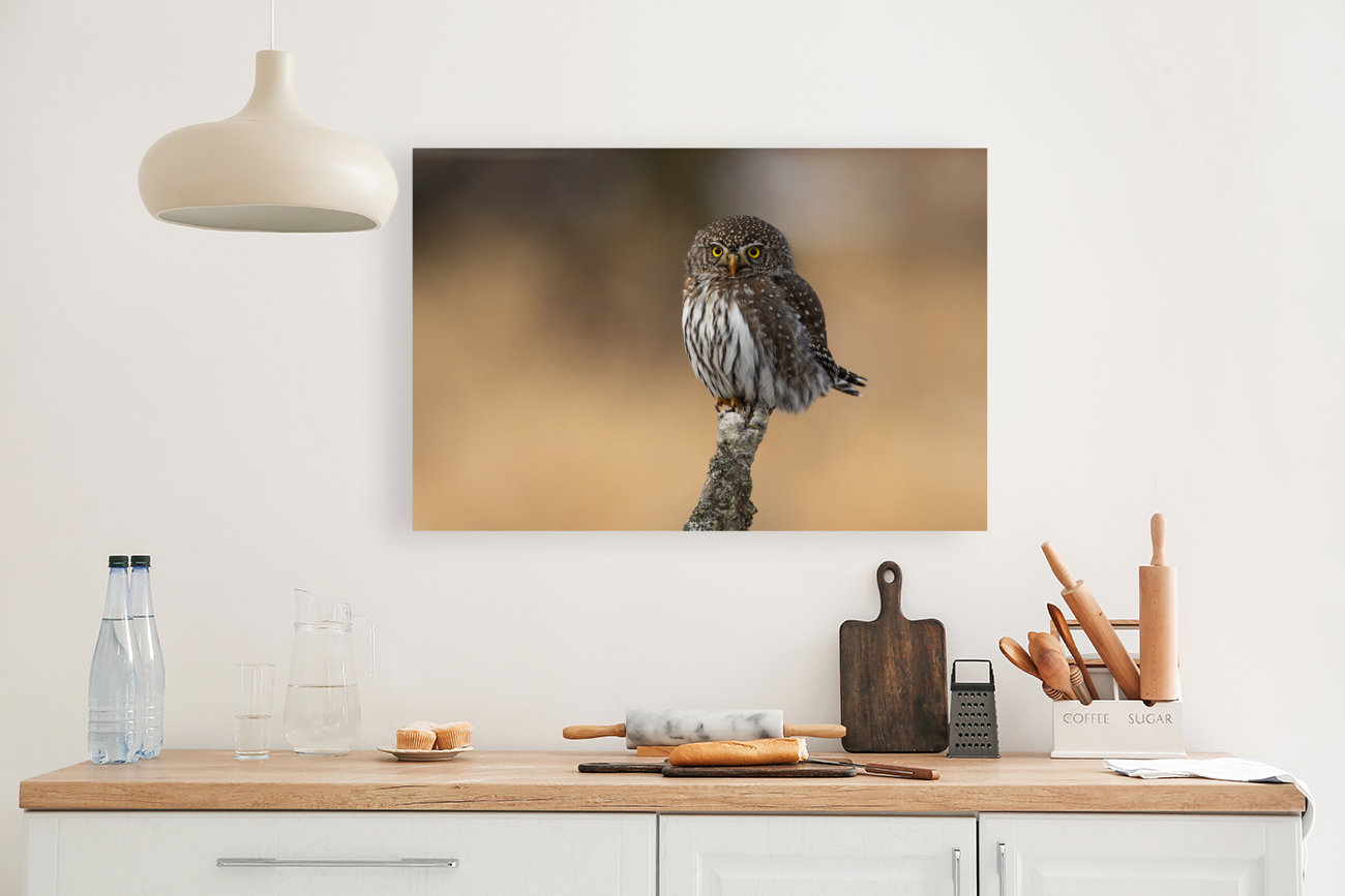 Northern Pygmy Owl Reproduction