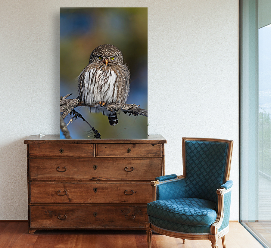 Northern Pygmy Owl Reproduction