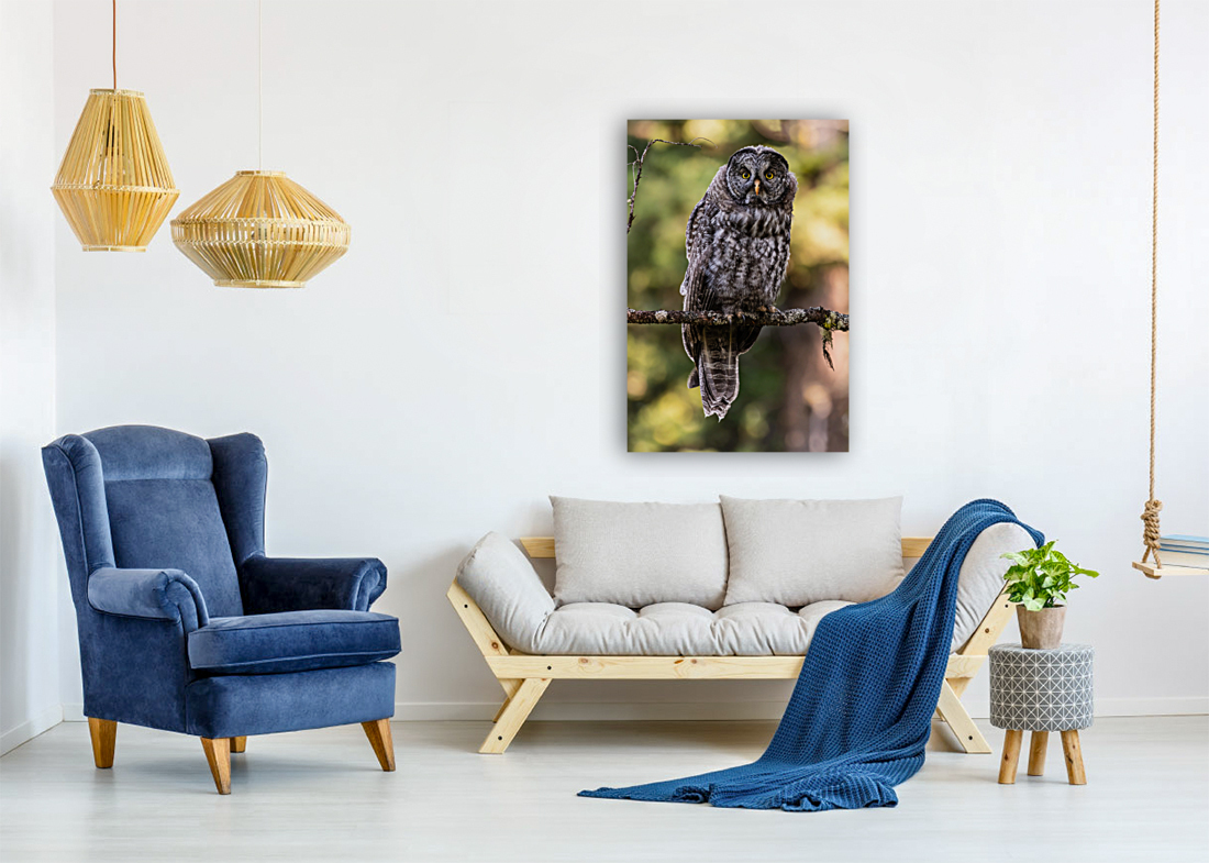 Great Gray Owlet Reproduction