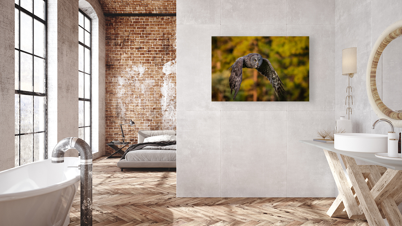 Great Gray Owl Reproduction