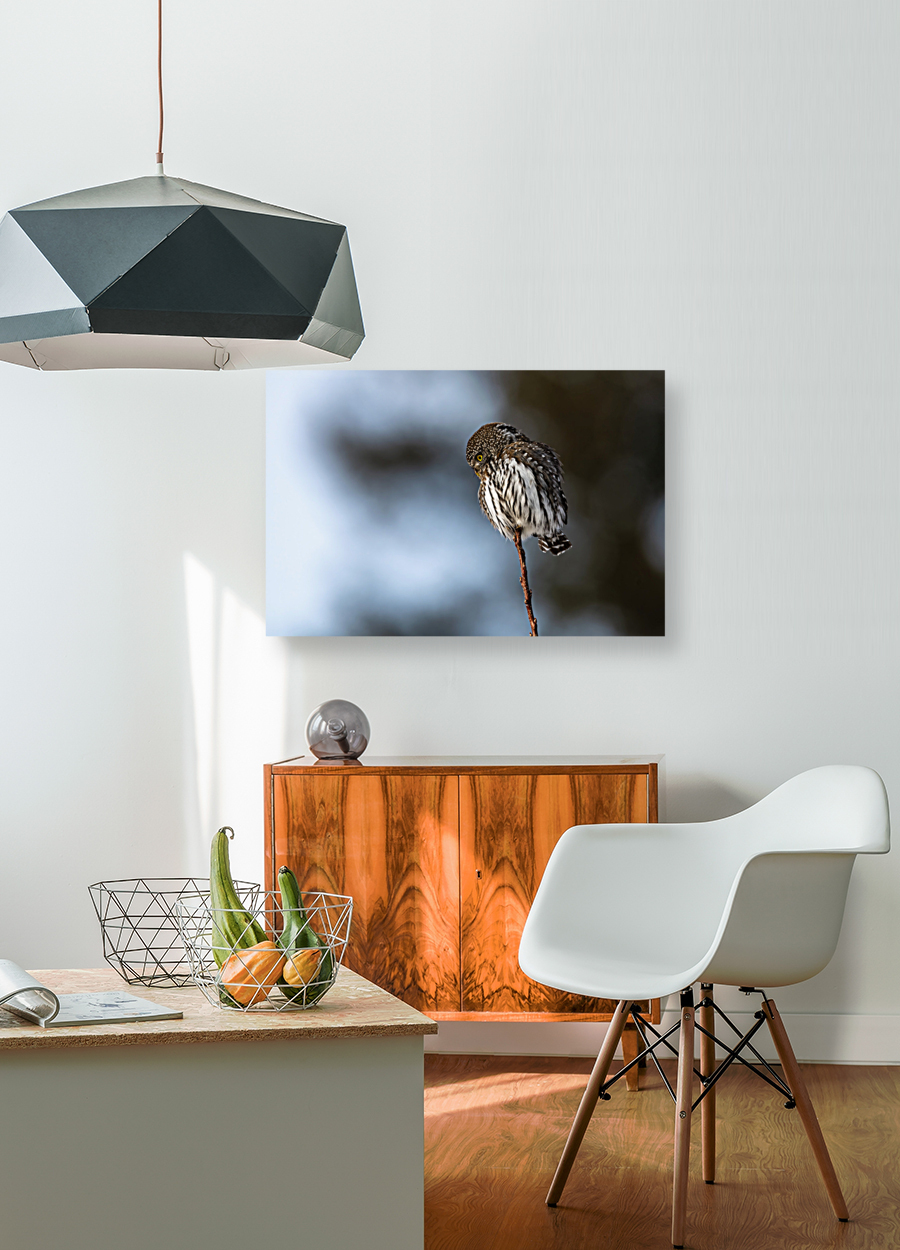 Northern Pygmy Owl Reproduction