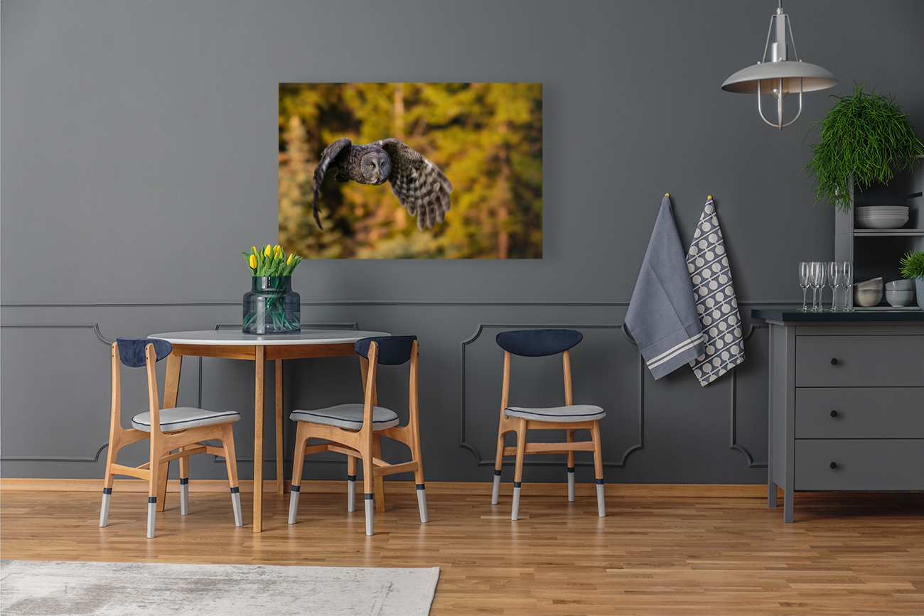 Great Gray Owl Reproduction