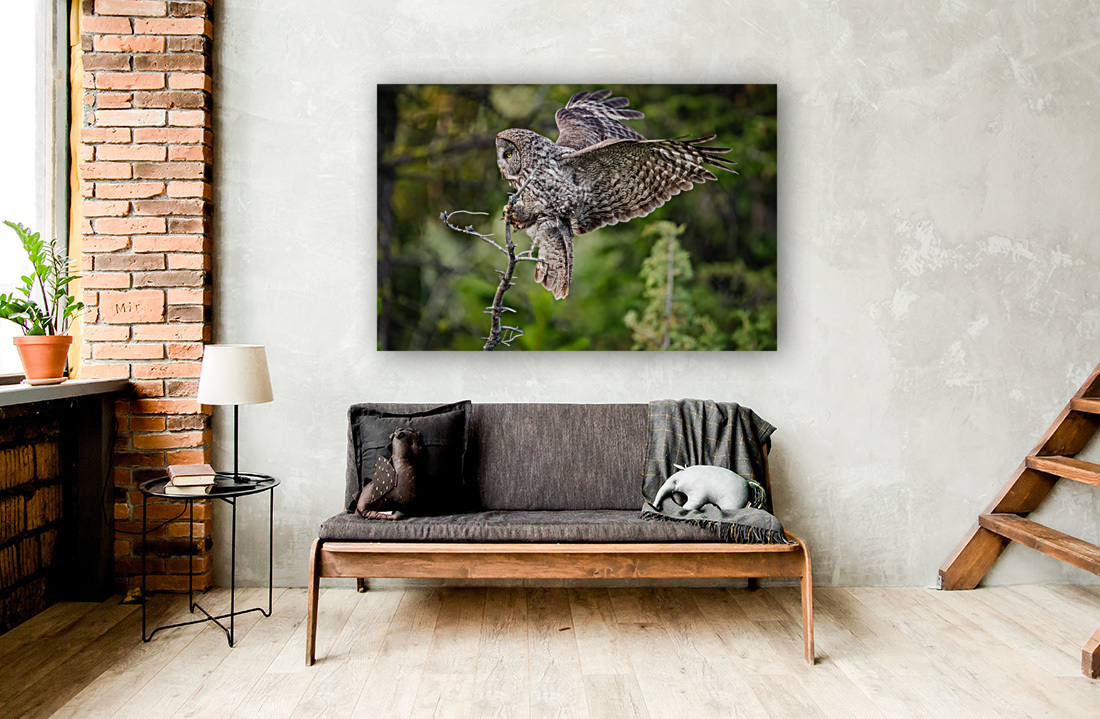 Great Gray Owl Reproduction