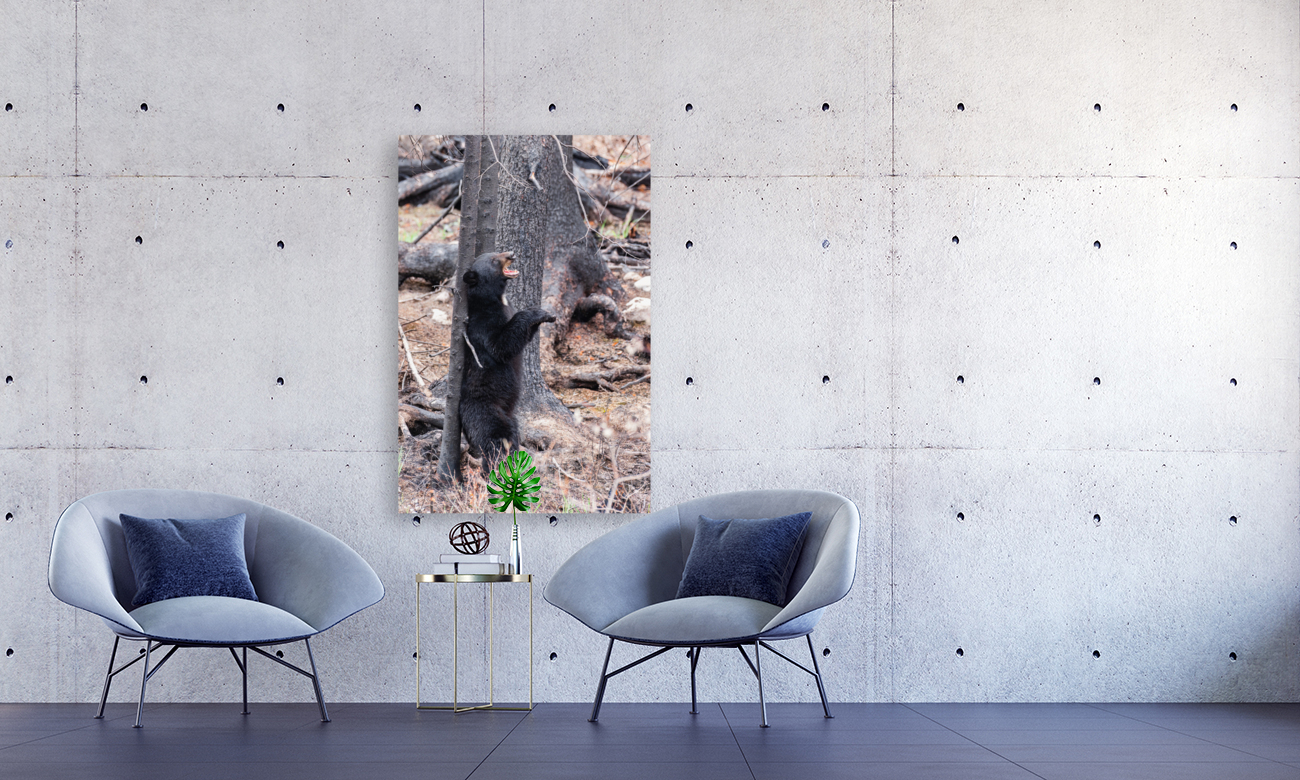 Black Bear Reproduction