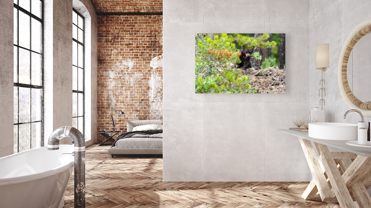 Black Bear Cub Reproduction