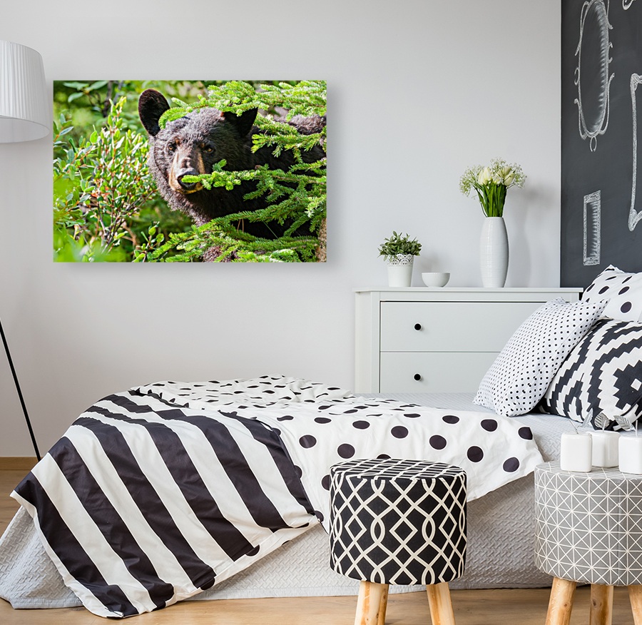 Black Bear Reproduction