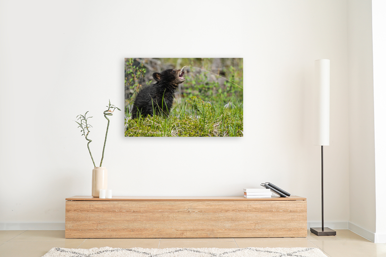 Black Bear Cub Reproduction