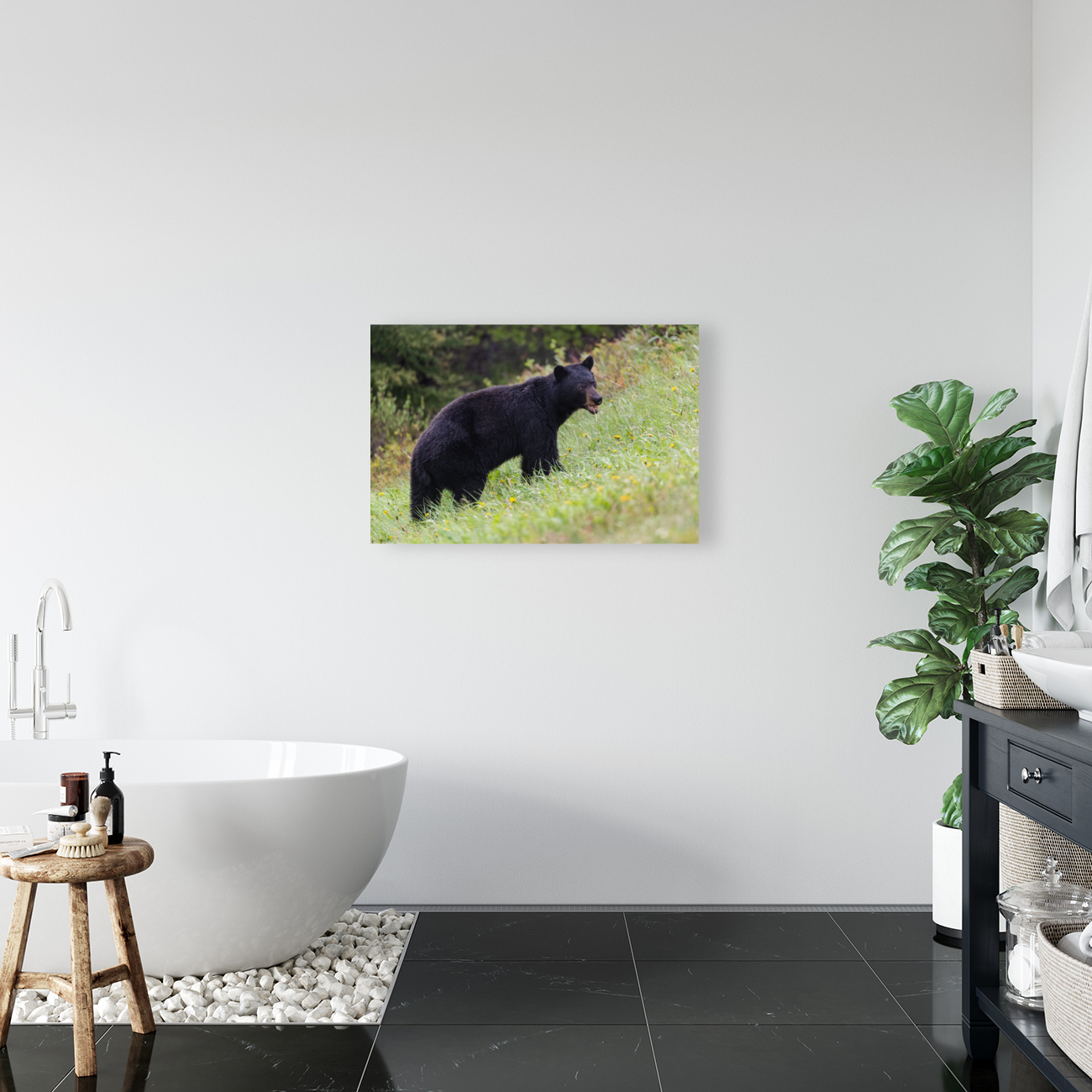 Black Bear Reproduction