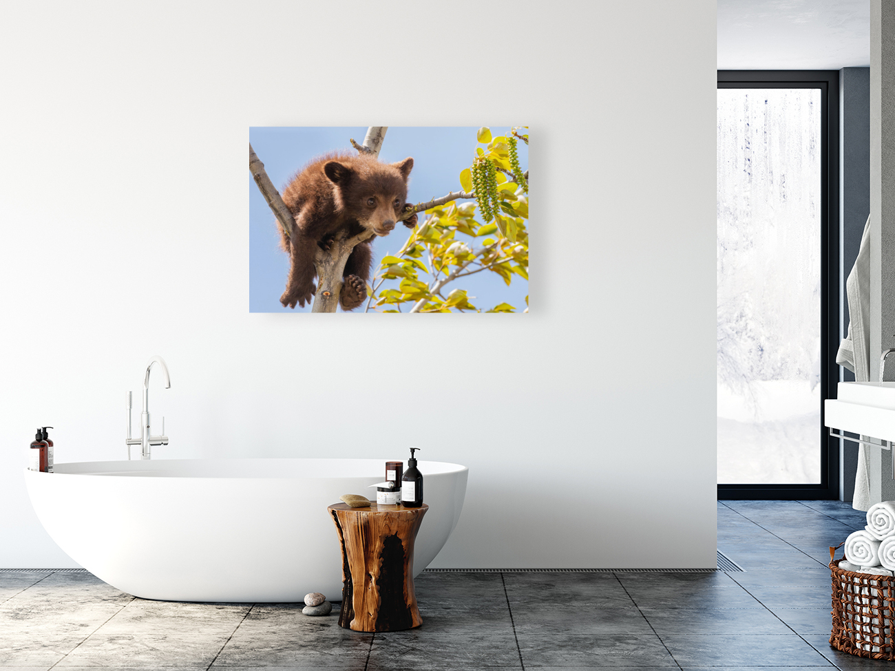 Black Bear Cub Reproduction