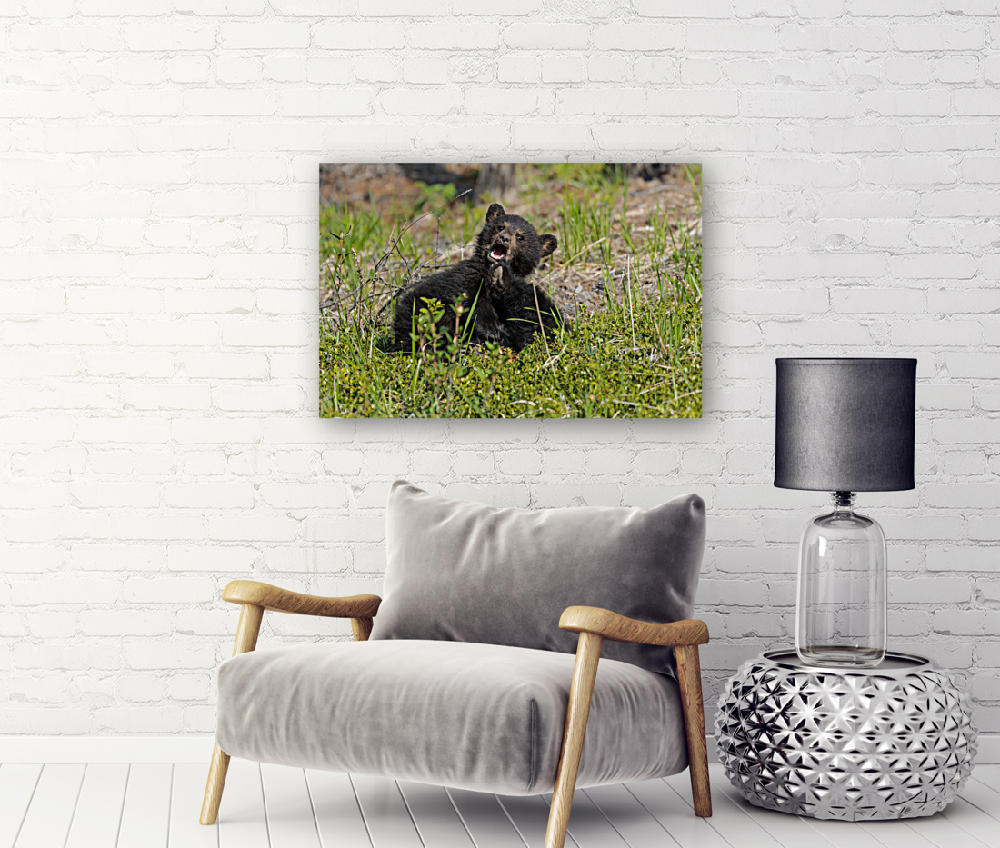 Black Bear Cubs Reproduction